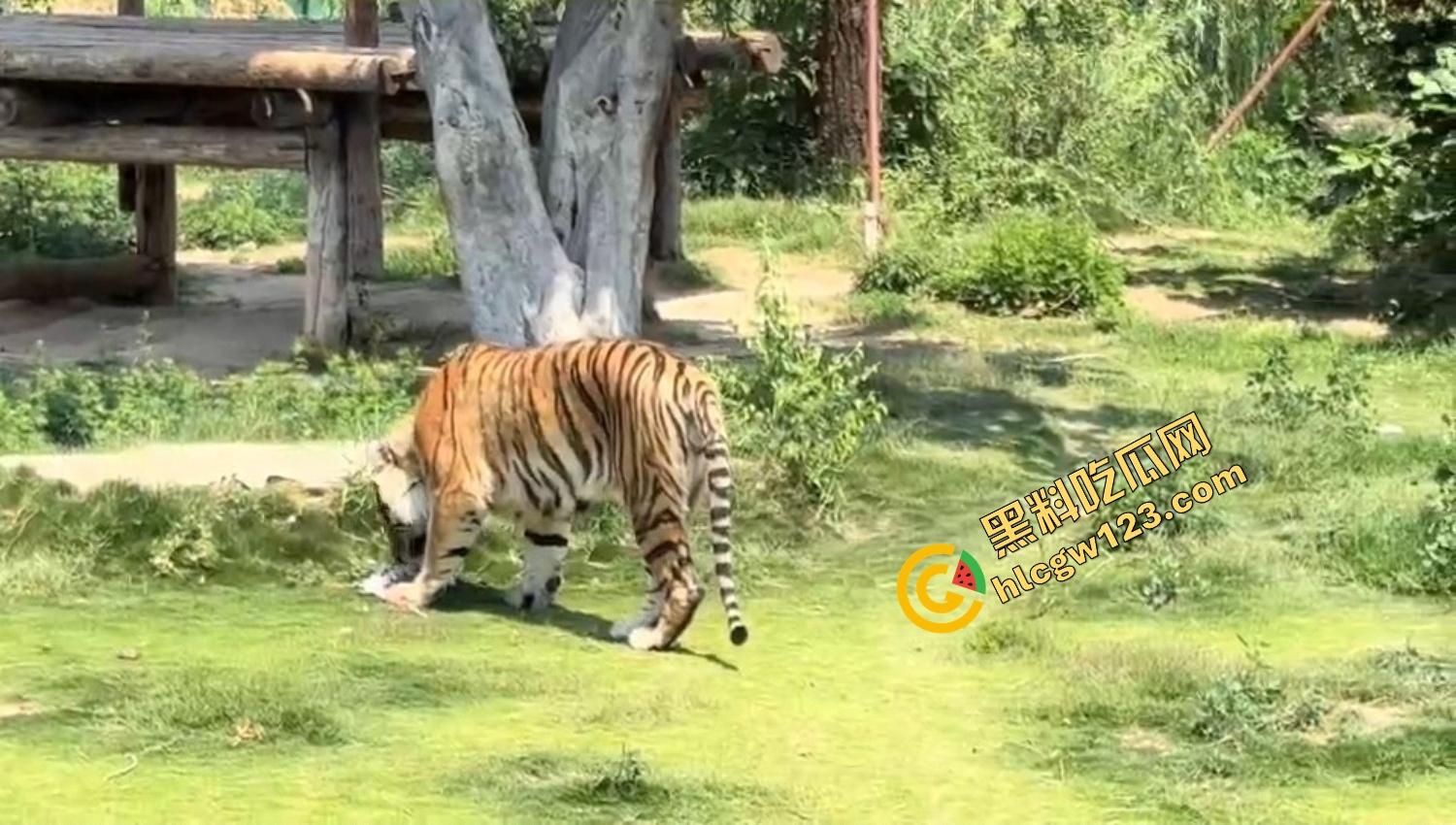 山东德州欧乐堡惊现一只大鹤误入虎区,七虎围成战术扇形现场1V7,最后成了热菜! 第12张 山东德州欧乐堡惊现一只大鹤误入虎区,七虎围成战术扇形现场1V7,最后成了热菜! 第12张