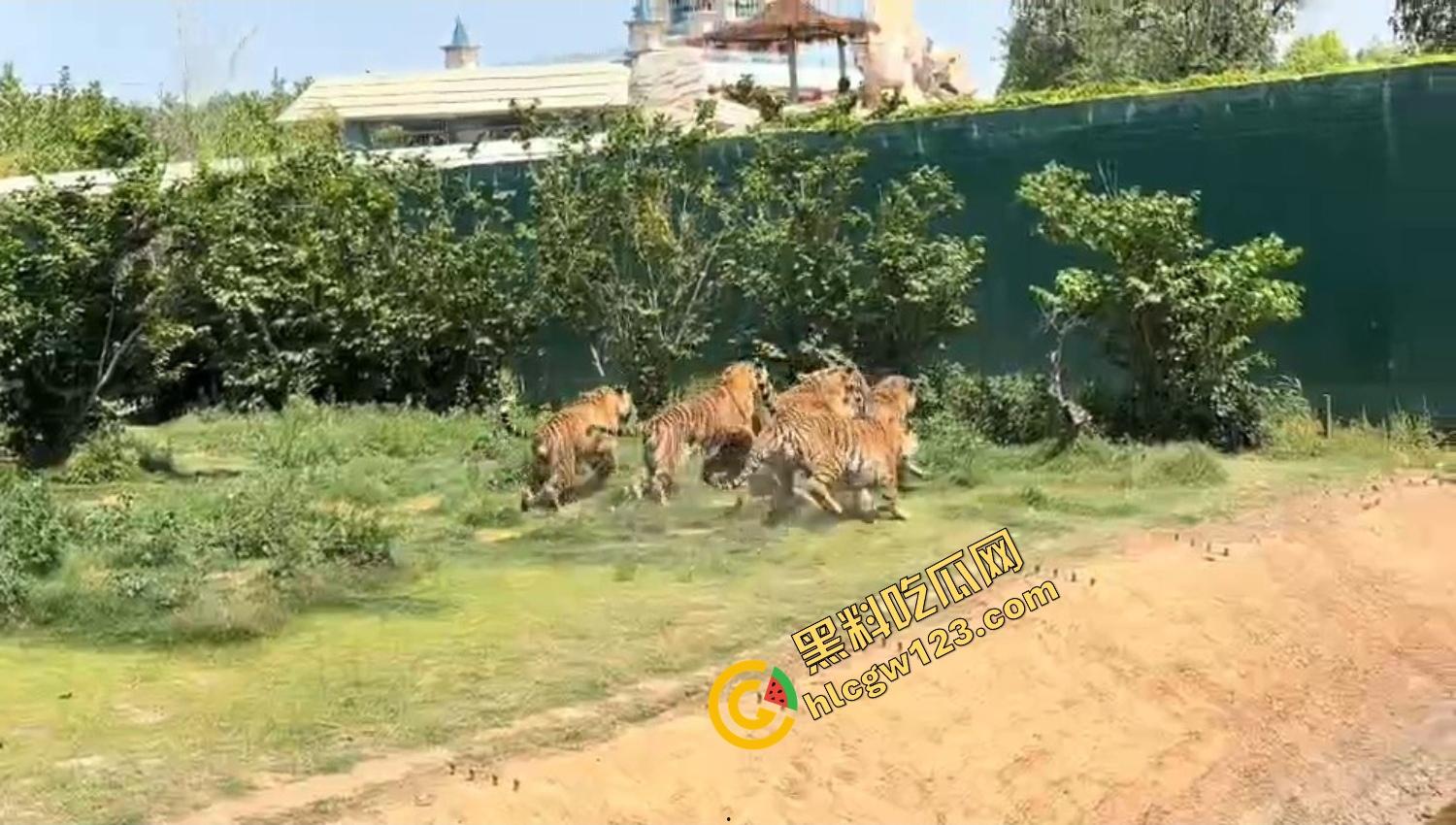 山东德州欧乐堡惊现一只大鹤误入虎区,七虎围成战术扇形现场1V7,最后成了热菜! 第14张 山东德州欧乐堡惊现一只大鹤误入虎区,七虎围成战术扇形现场1V7,最后成了热菜! 第14张