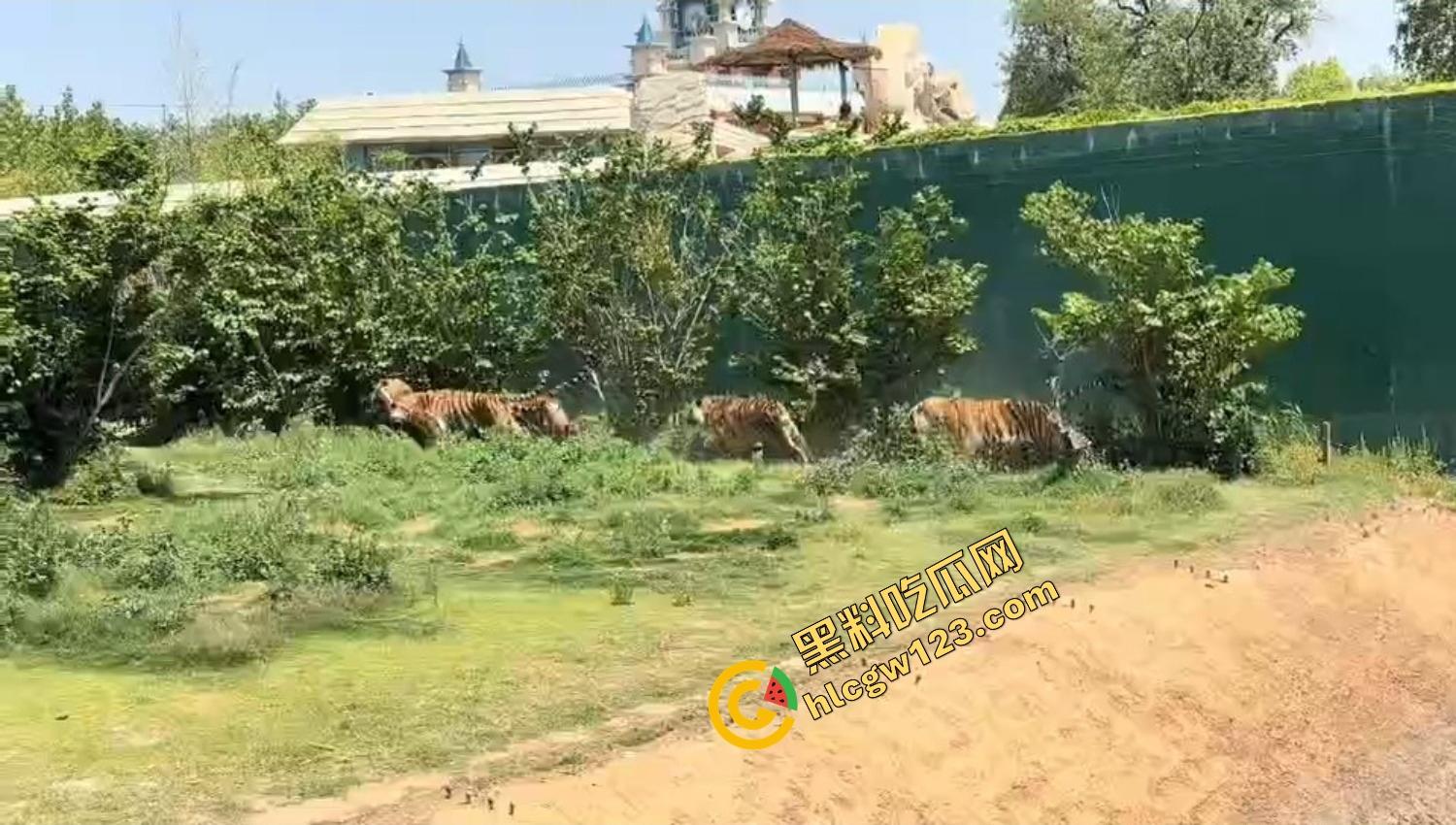 山东德州欧乐堡惊现一只大鹤误入虎区,七虎围成战术扇形现场1V7,最后成了热菜! 第15张 山东德州欧乐堡惊现一只大鹤误入虎区,七虎围成战术扇形现场1V7,最后成了热菜! 第15张