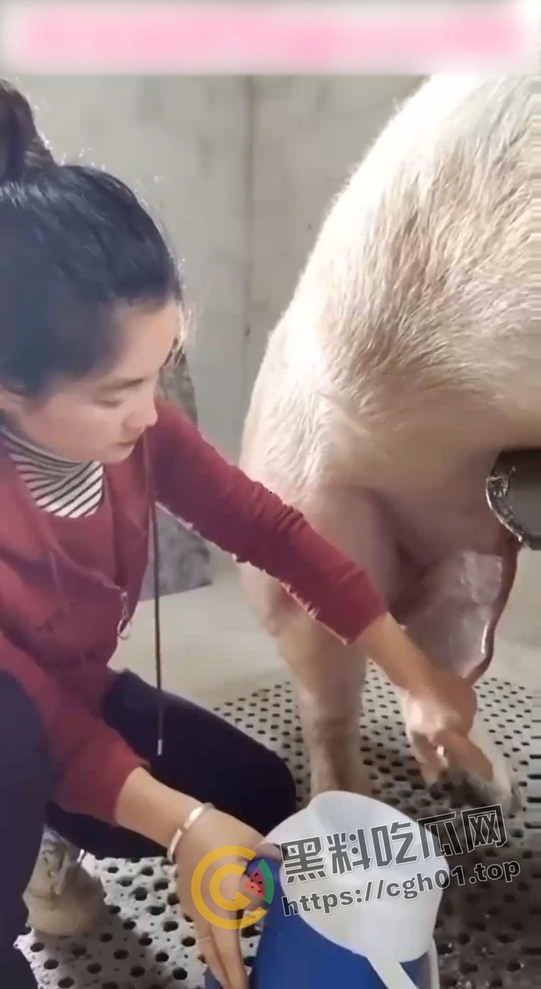 湖北养猪场变态女老板给猪口 手嘴并用被猪射满脸 八戒狂喜  第1张