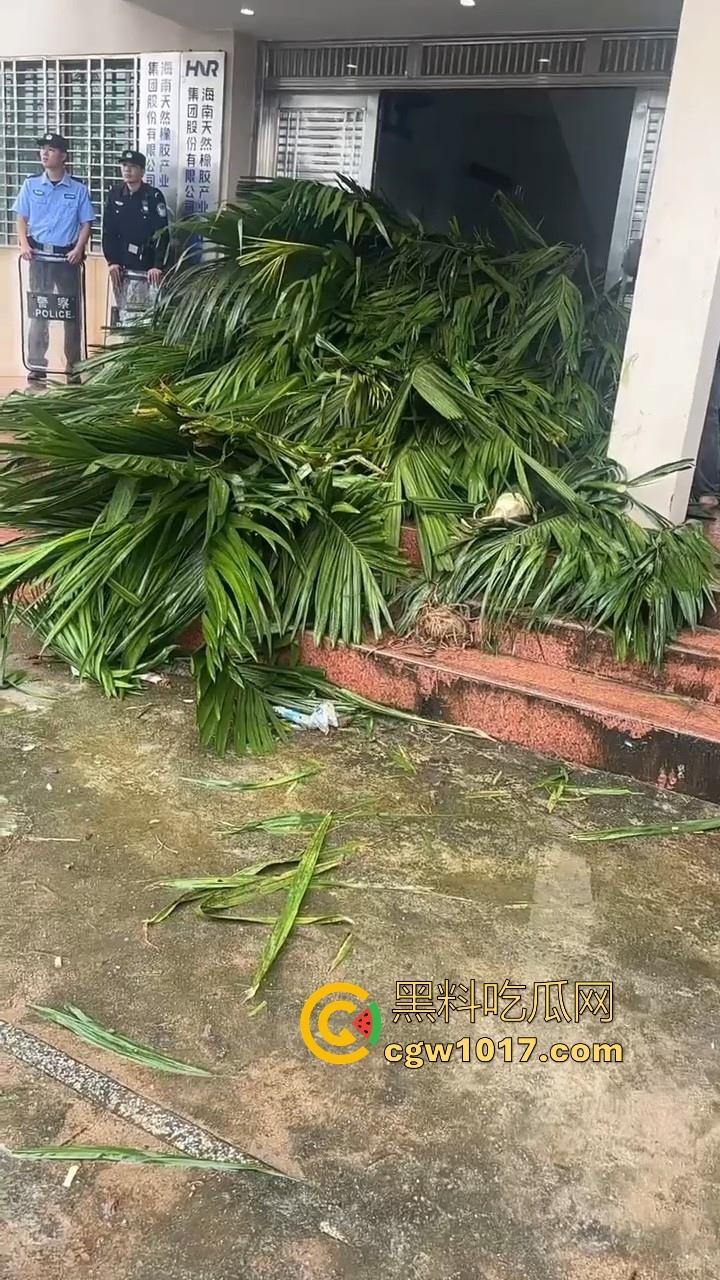 海南琼中爆发大规模群体抗争!因海南天然橡胶产业集团偷砍农民的槟榔田爆发,现场的农民们情绪机动! 第6张 海南琼中爆发大规模群体抗争!因海南天然橡胶产业集团偷砍农民的槟榔田爆发,现场的农民们情绪机动! 第6张