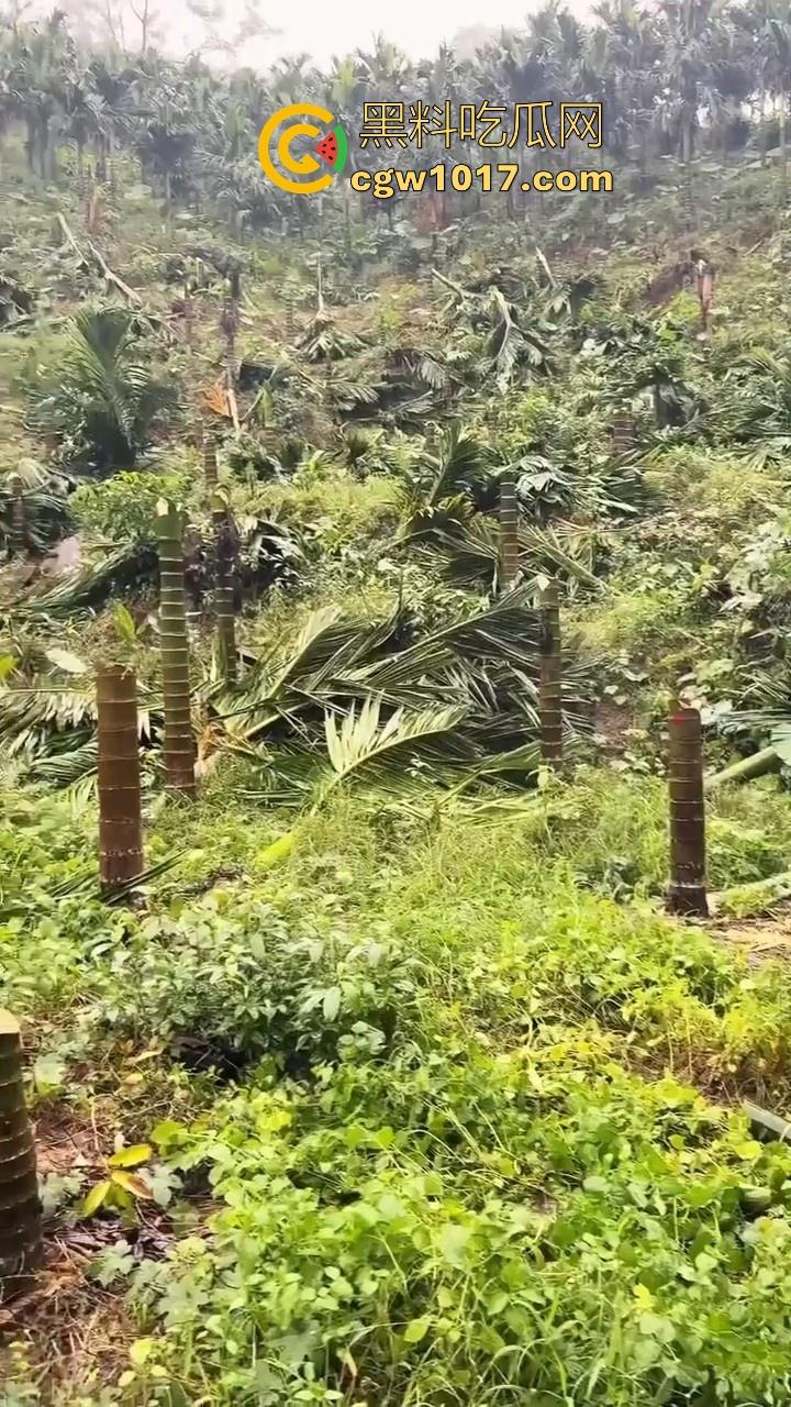 海南琼中爆发大规模群体抗争!因海南天然橡胶产业集团偷砍农民的槟榔田爆发,现场的农民们情绪机动! 第8张 海南琼中爆发大规模群体抗争!因海南天然橡胶产业集团偷砍农民的槟榔田爆发,现场的农民们情绪机动! 第8张