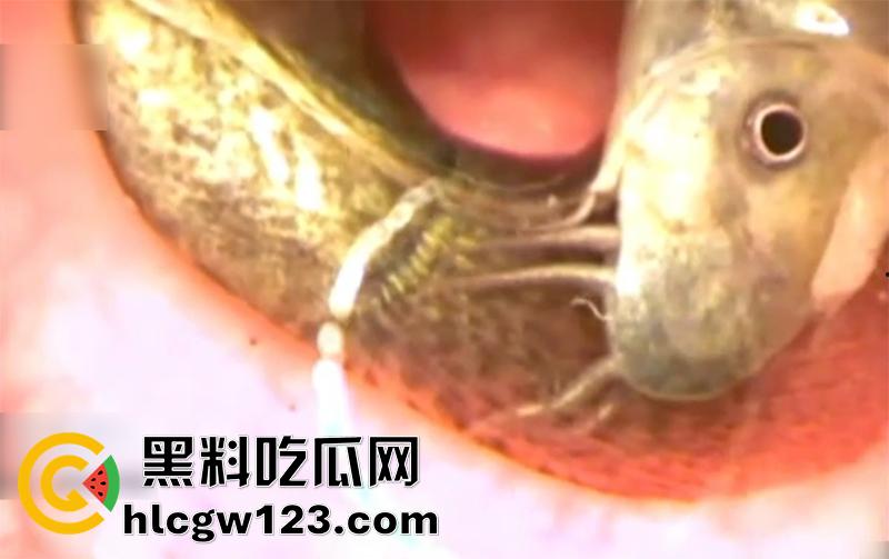 日本顶级虐待调教，炮机暴虐泥鳅灌肠，保鲜膜束缚捆绑内窥镜透视，玩的美女惨叫连连！  第4张