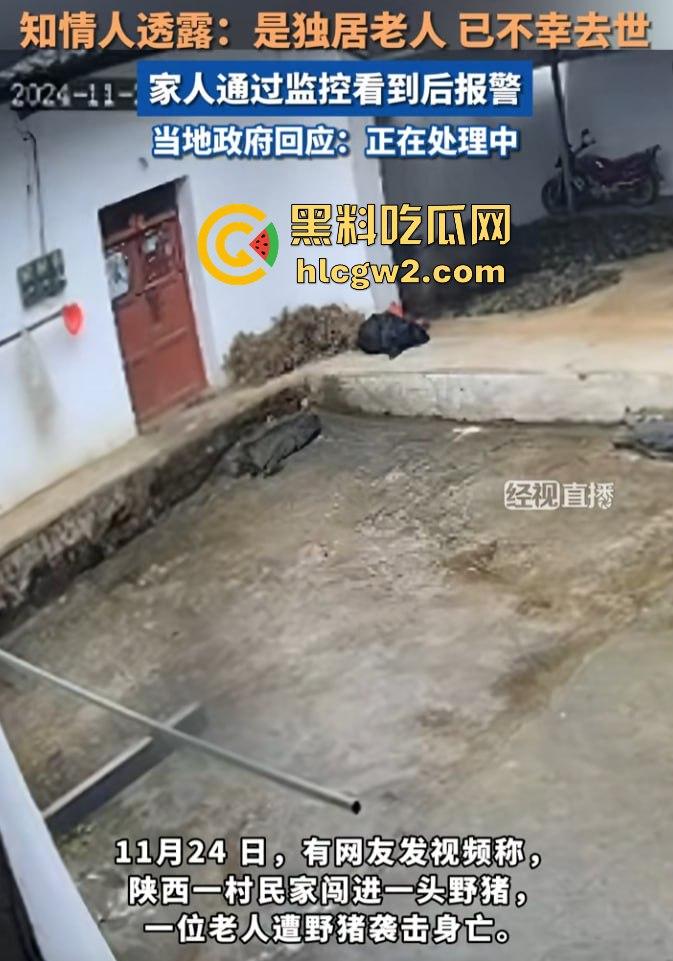 陕西安康野猪闯入民宅撕咬老人致死,老人被反复顶撞撕咬惨不忍睹,野猪仍在追捕中! 第2张 陕西安康野猪闯入民宅撕咬老人致死,老人被反复顶撞撕咬惨不忍睹,野猪仍在追捕中! 第2张