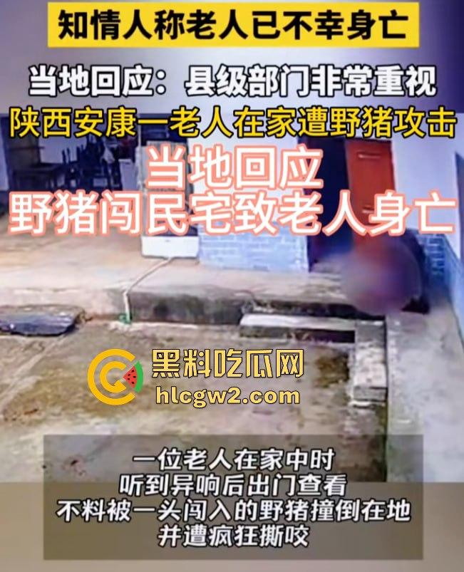陕西安康野猪闯入民宅撕咬老人致死,老人被反复顶撞撕咬惨不忍睹,野猪仍在追捕中! 第3张 陕西安康野猪闯入民宅撕咬老人致死,老人被反复顶撞撕咬惨不忍睹,野猪仍在追捕中! 第3张