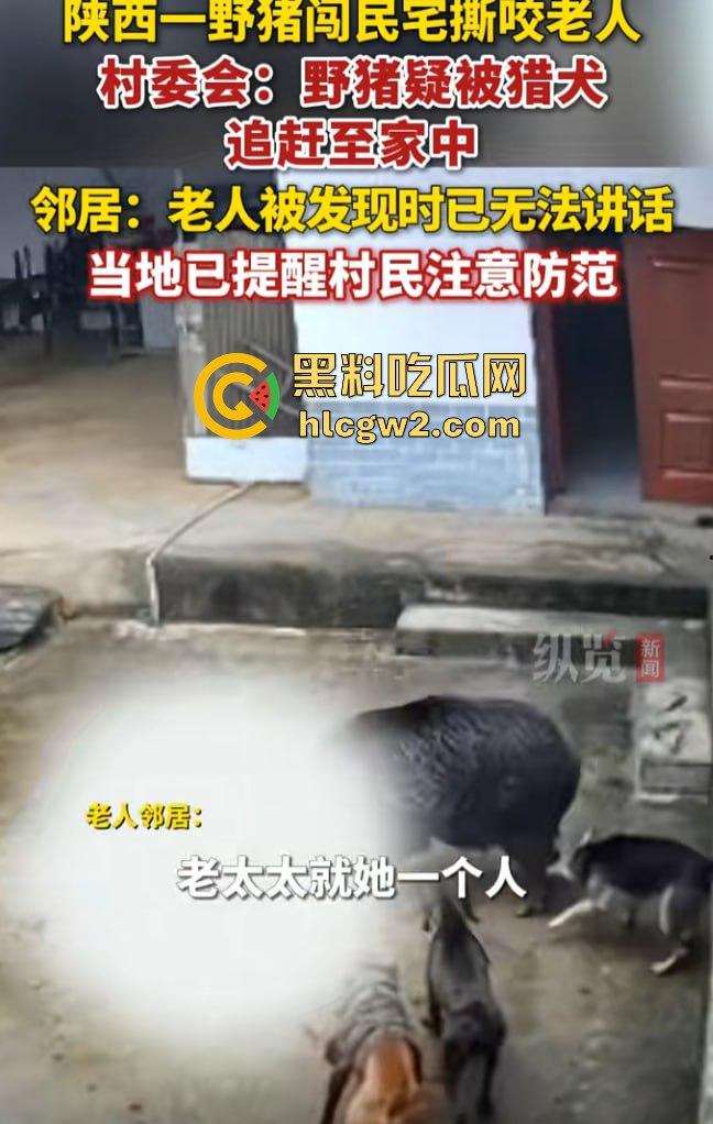 陕西安康野猪闯入民宅撕咬老人致死,老人被反复顶撞撕咬惨不忍睹,野猪仍在追捕中! 第4张 陕西安康野猪闯入民宅撕咬老人致死,老人被反复顶撞撕咬惨不忍睹,野猪仍在追捕中! 第4张