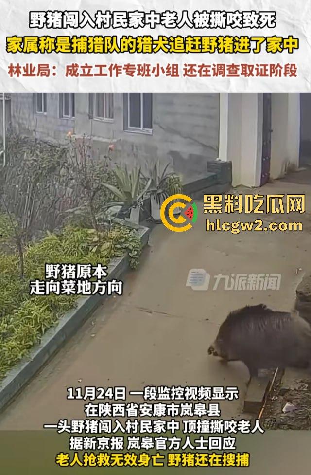 陕西安康野猪闯入民宅撕咬老人致死,老人被反复顶撞撕咬惨不忍睹,野猪仍在追捕中! 第7张 陕西安康野猪闯入民宅撕咬老人致死,老人被反复顶撞撕咬惨不忍睹,野猪仍在追捕中! 第7张