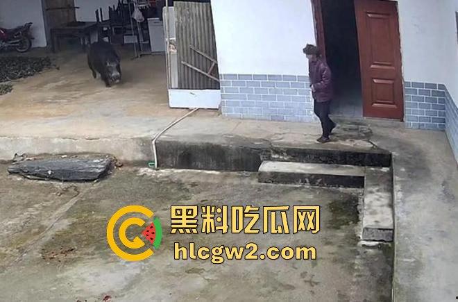 陕西安康野猪闯入民宅撕咬老人致死,老人被反复顶撞撕咬惨不忍睹,野猪仍在追捕中! 第8张 陕西安康野猪闯入民宅撕咬老人致死,老人被反复顶撞撕咬惨不忍睹,野猪仍在追捕中! 第8张