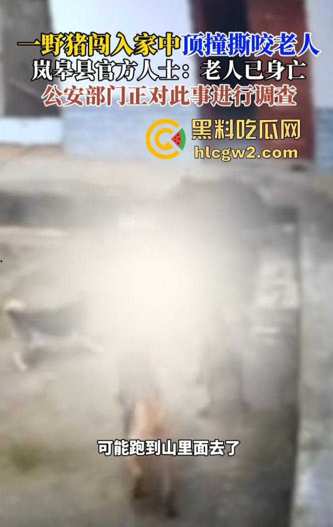 陕西安康野猪闯入民宅撕咬老人致死,老人被反复顶撞撕咬惨不忍睹,野猪仍在追捕中! 第9张 陕西安康野猪闯入民宅撕咬老人致死,老人被反复顶撞撕咬惨不忍睹,野猪仍在追捕中! 第9张