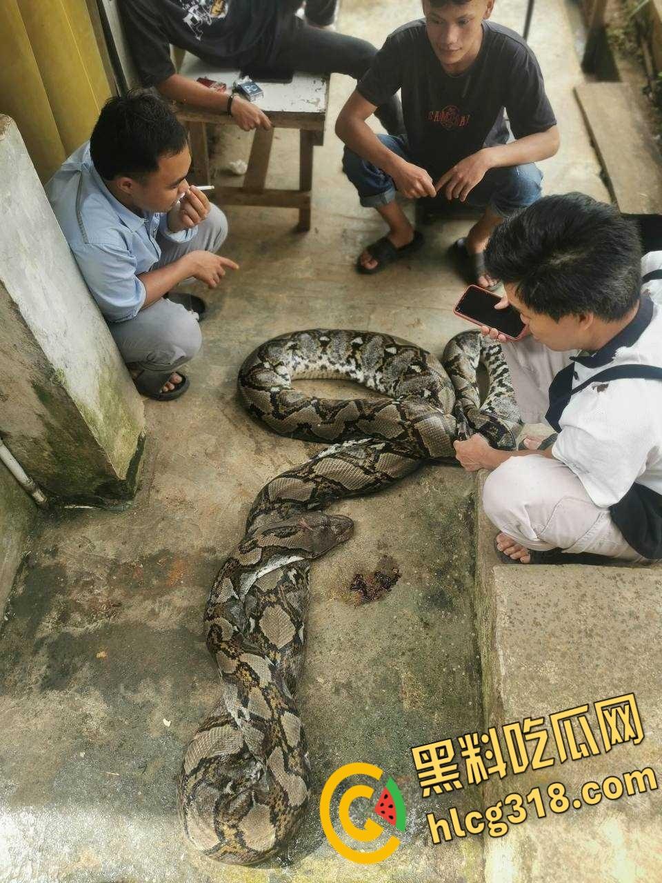 农夫徒手大战蟒蛇，54公斤巨型蟒蛇被活活打死，农户剥皮下锅做大补美食，场面血腥 ！  第1张