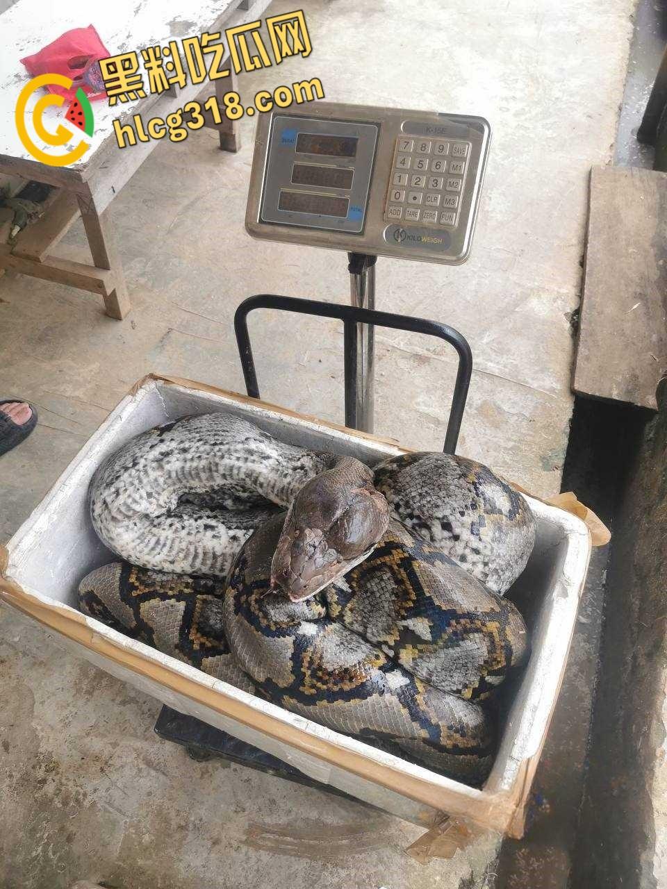 农夫徒手大战蟒蛇，54公斤巨型蟒蛇被活活打死，农户剥皮下锅做大补美食，场面血腥 ！  第2张