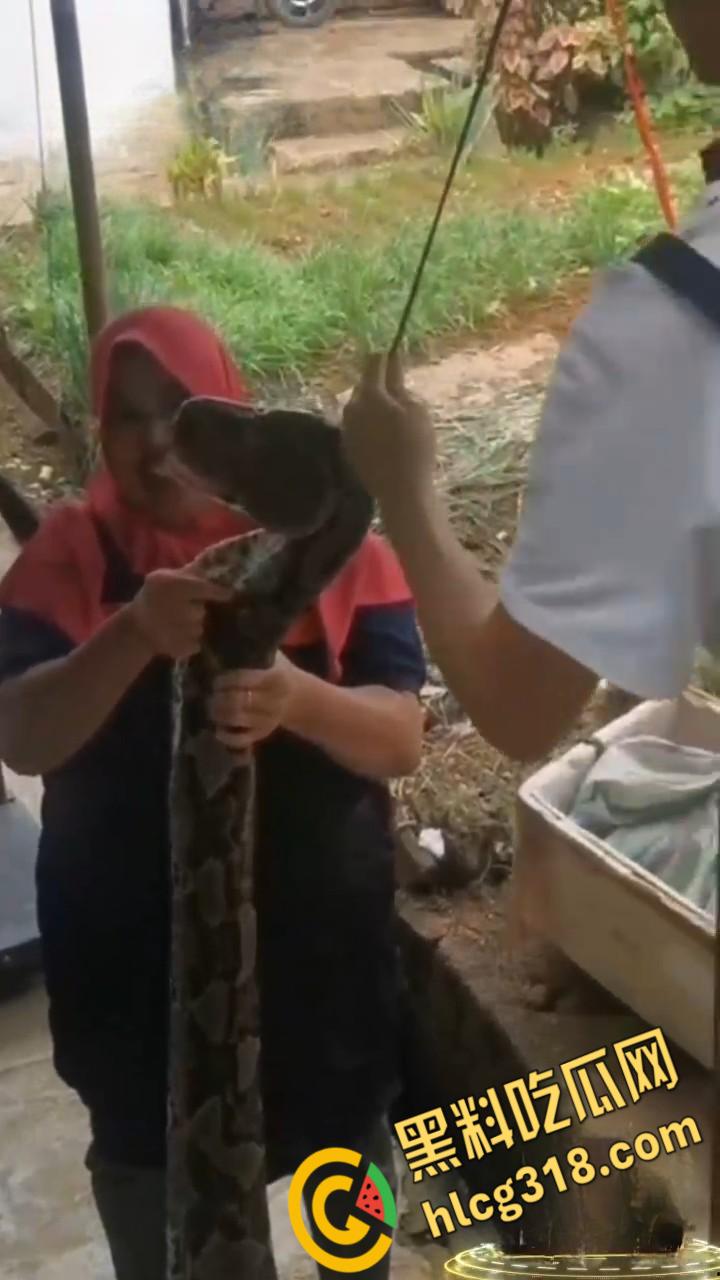 农夫徒手大战蟒蛇，54公斤巨型蟒蛇被活活打死，农户剥皮下锅做大补美食，场面血腥 ！  第3张