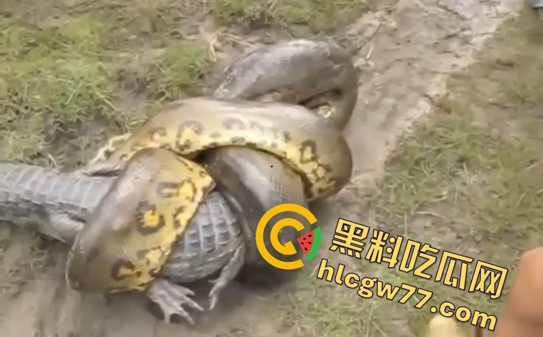 陆地大乱斗!蟒蛇绞杀鳄鱼,死亡翻滚失效,眼珠爆出吓尿摄影师! 第1张 陆地大乱斗!蟒蛇绞杀鳄鱼,死亡翻滚失效,眼珠爆出吓尿摄影师! 第1张