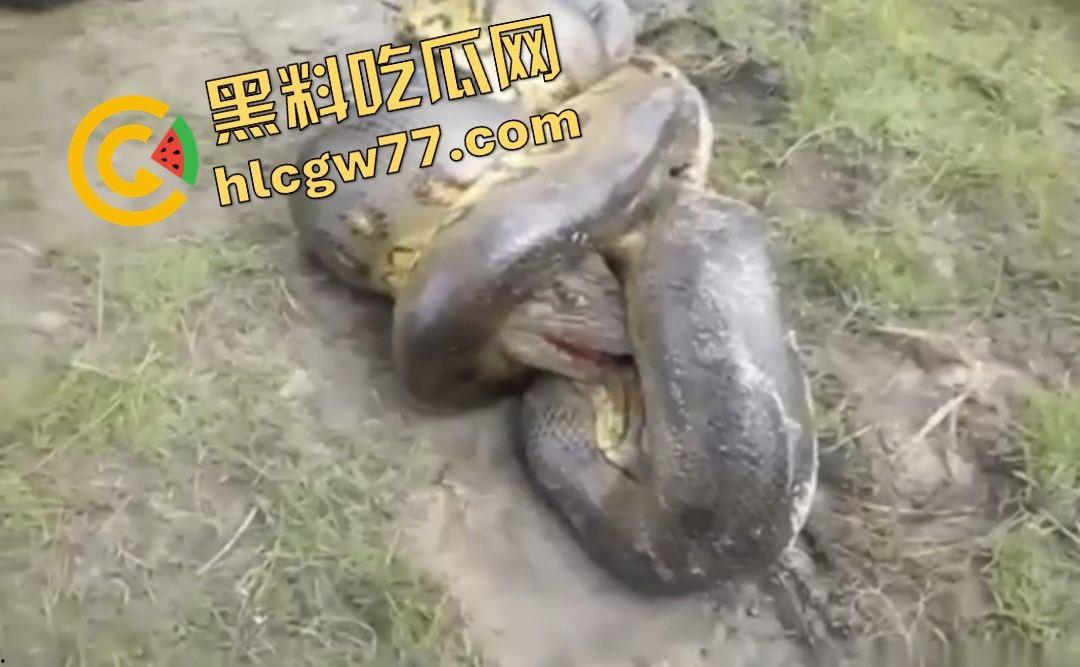 陆地大乱斗!蟒蛇绞杀鳄鱼,死亡翻滚失效,眼珠爆出吓尿摄影师! 第2张 陆地大乱斗!蟒蛇绞杀鳄鱼,死亡翻滚失效,眼珠爆出吓尿摄影师! 第2张