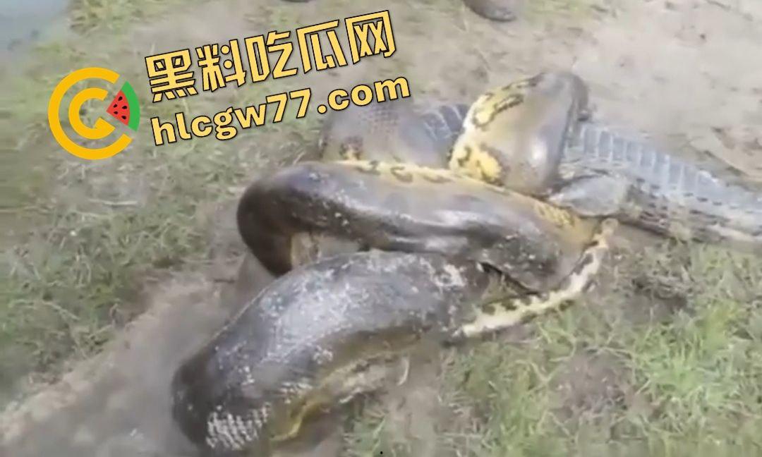 陆地大乱斗!蟒蛇绞杀鳄鱼,死亡翻滚失效,眼珠爆出吓尿摄影师! 第3张 陆地大乱斗!蟒蛇绞杀鳄鱼,死亡翻滚失效,眼珠爆出吓尿摄影师! 第3张
