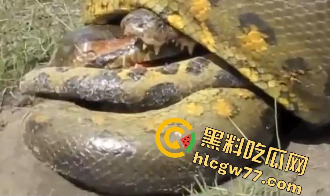 陆地大乱斗!蟒蛇绞杀鳄鱼,死亡翻滚失效,眼珠爆出吓尿摄影师! 第5张 陆地大乱斗!蟒蛇绞杀鳄鱼,死亡翻滚失效,眼珠爆出吓尿摄影师! 第5张