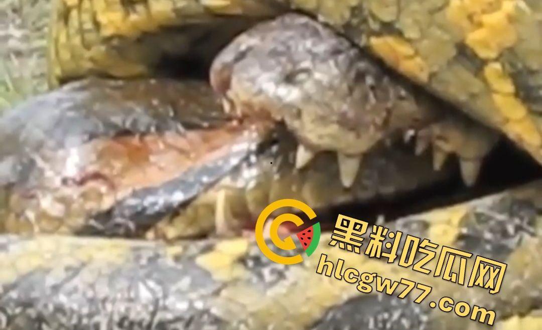 陆地大乱斗!蟒蛇绞杀鳄鱼,死亡翻滚失效,眼珠爆出吓尿摄影师! 第6张 陆地大乱斗!蟒蛇绞杀鳄鱼,死亡翻滚失效,眼珠爆出吓尿摄影师! 第6张