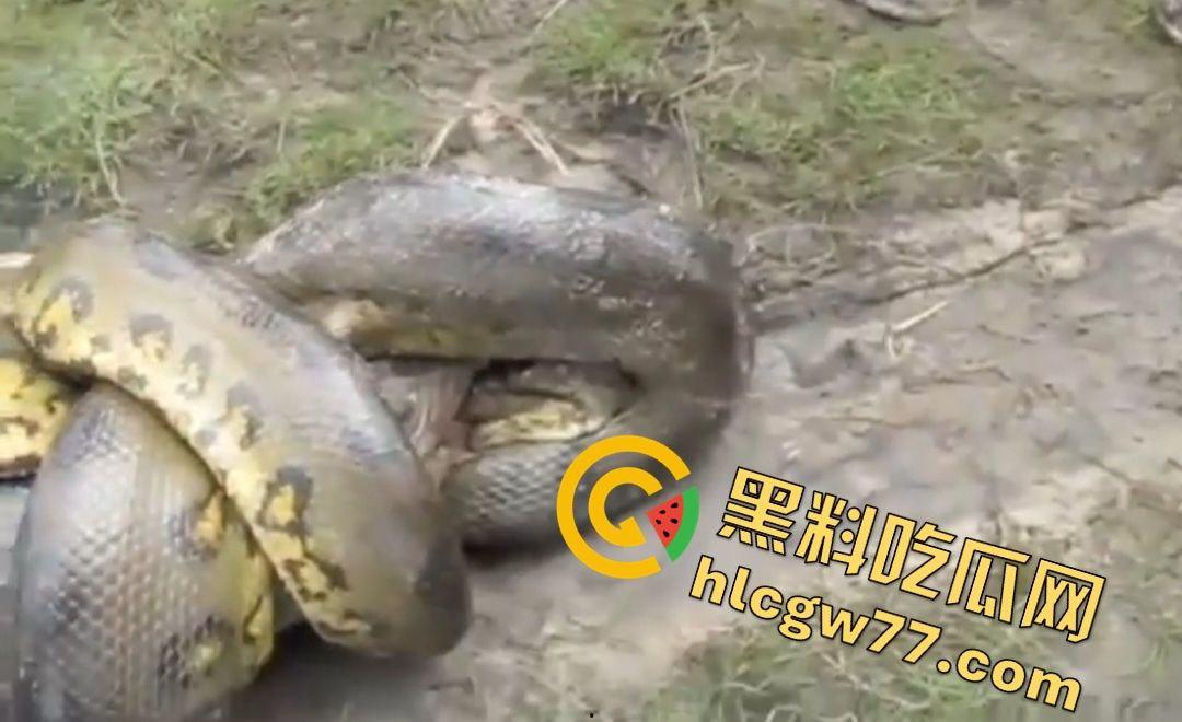 陆地大乱斗!蟒蛇绞杀鳄鱼,死亡翻滚失效,眼珠爆出吓尿摄影师! 第7张 陆地大乱斗!蟒蛇绞杀鳄鱼,死亡翻滚失效,眼珠爆出吓尿摄影师! 第7张