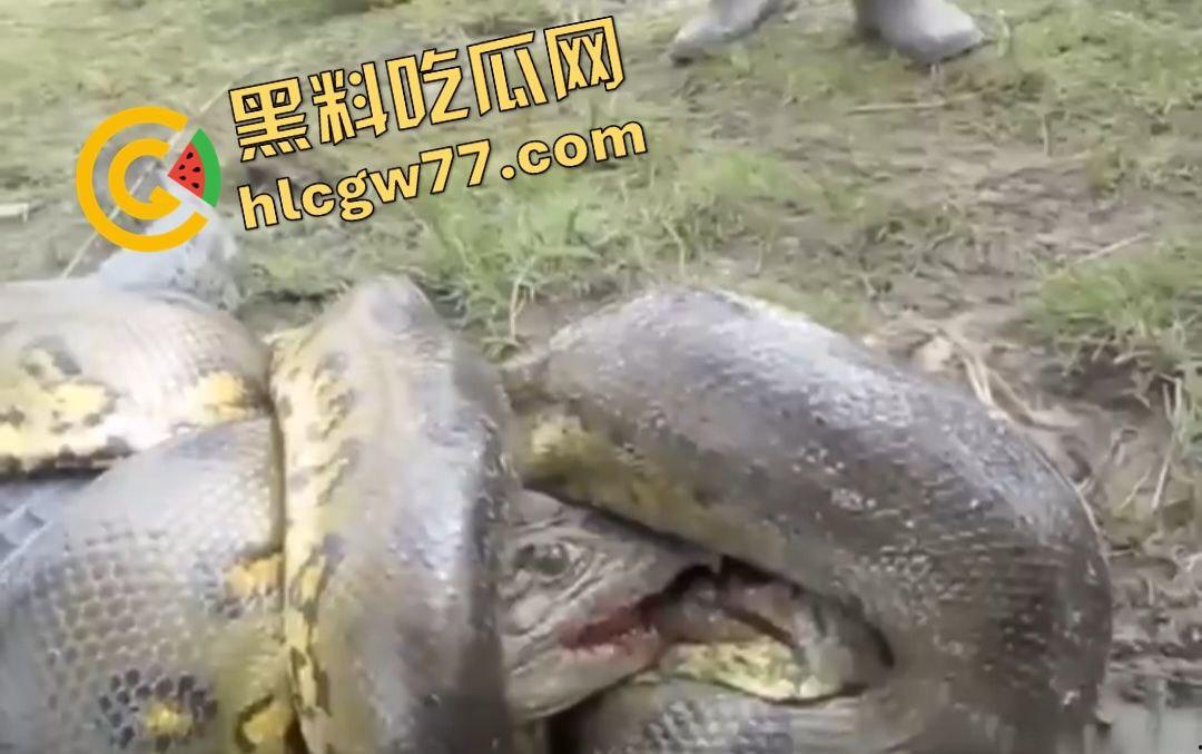 陆地大乱斗!蟒蛇绞杀鳄鱼,死亡翻滚失效,眼珠爆出吓尿摄影师! 第8张 陆地大乱斗!蟒蛇绞杀鳄鱼,死亡翻滚失效,眼珠爆出吓尿摄影师! 第8张