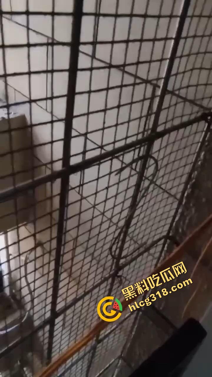 潍坊住户天天叫小姐，夜夜啪啪震天响，大半夜高潮惨叫像杀人，住户忍无可忍拍视频发物业群！  第9张