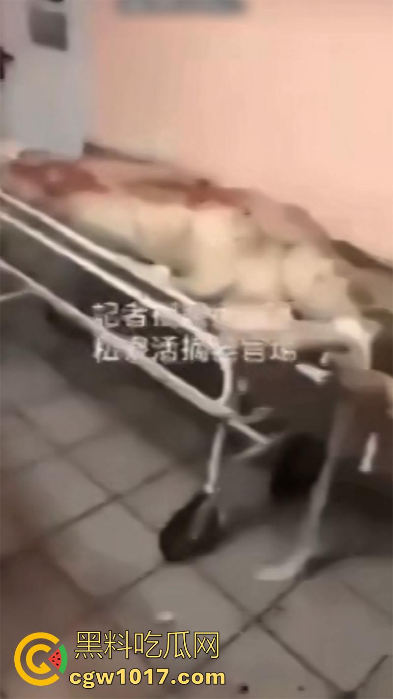 柬埔寨器官交易场实拍，猪仔狗推的最终贩卖地，难怪这里每个人都值钱，只要血型匹配有买主，立刻就会被拉走！  第3张