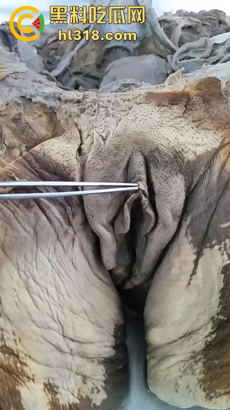 真实西藏密宗法器“肉莲花”，少女被108罗汉轮奸后，五毒侵蚀九蒸九炼，活体切割才可肉莲大成！  第8张