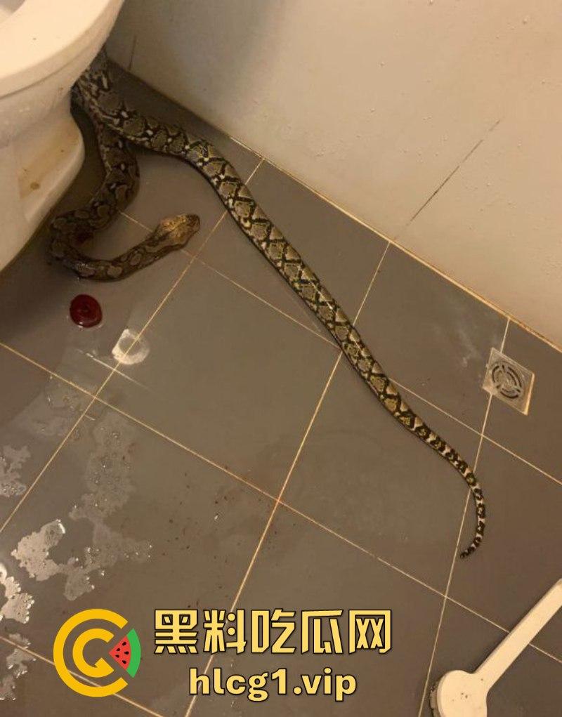 日了狗了！马桶藏12尺蟒蛇 男子下体被咬徒手擒蛇！  第3张