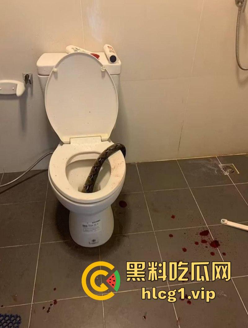 日了狗了！马桶藏12尺蟒蛇 男子下体被咬徒手擒蛇！  第4张