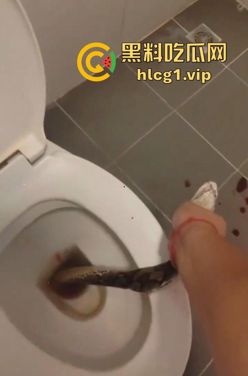日了狗了！马桶藏12尺蟒蛇 男子下体被咬徒手擒蛇！  第5张