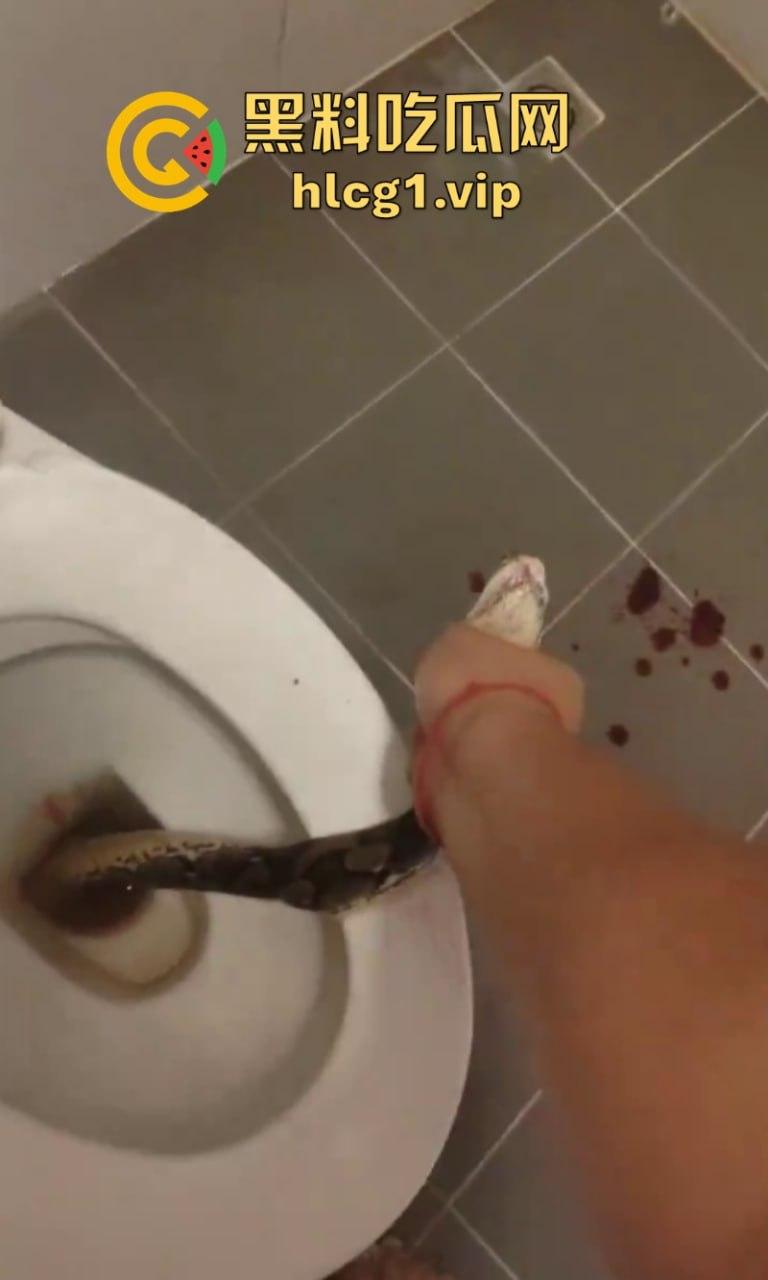 日了狗了！马桶藏12尺蟒蛇 男子下体被咬徒手擒蛇！  第6张