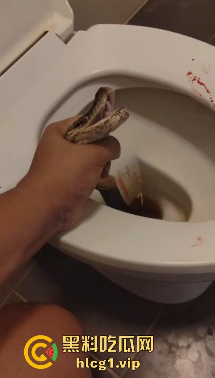 日了狗了！马桶藏12尺蟒蛇 男子下体被咬徒手擒蛇！  第7张