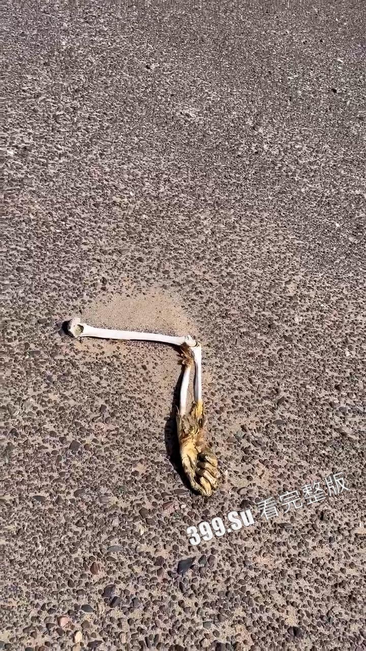 罗布泊干尸事故！罗布泊 4 人遇难遗体碳化 领队不专业走错路 水源储备不充足 人找到已晒成干尸 （现场无码视图）  第8张