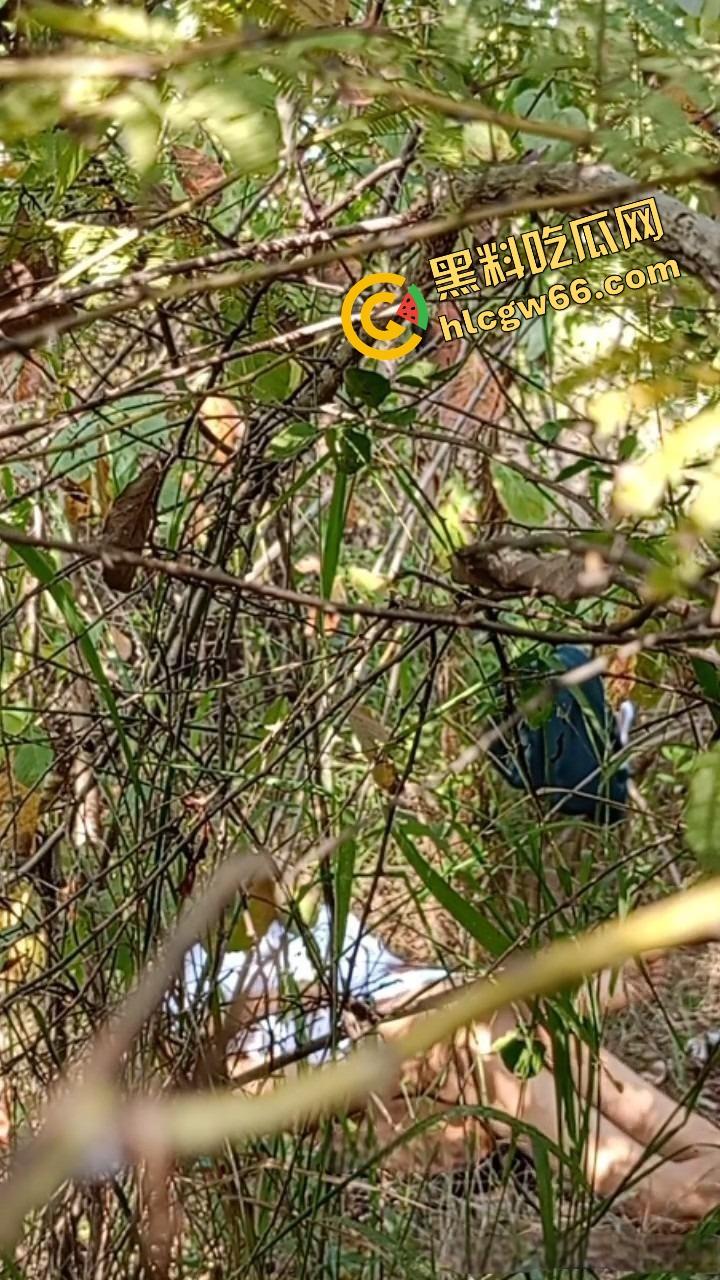 夏天的第一炮，小情侣树林野战开操果园大哥路过拍下全程，屁股抬得比桃子高，万物复苏逼也骚！  第5张