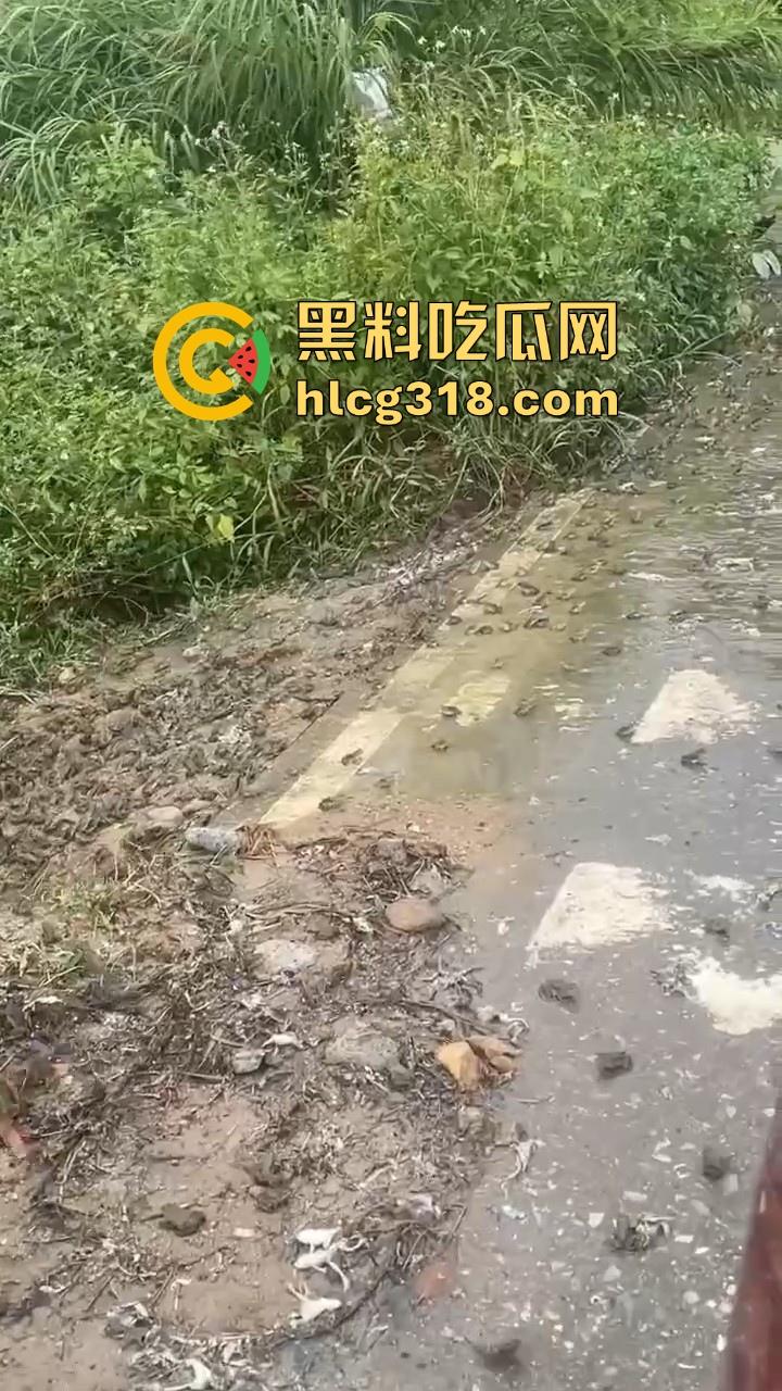 广东阳江地震后大奇观！路边出现巨量青蛙，排队组团迁徙，这是有什么说法吗？难道又要震了！  第1张