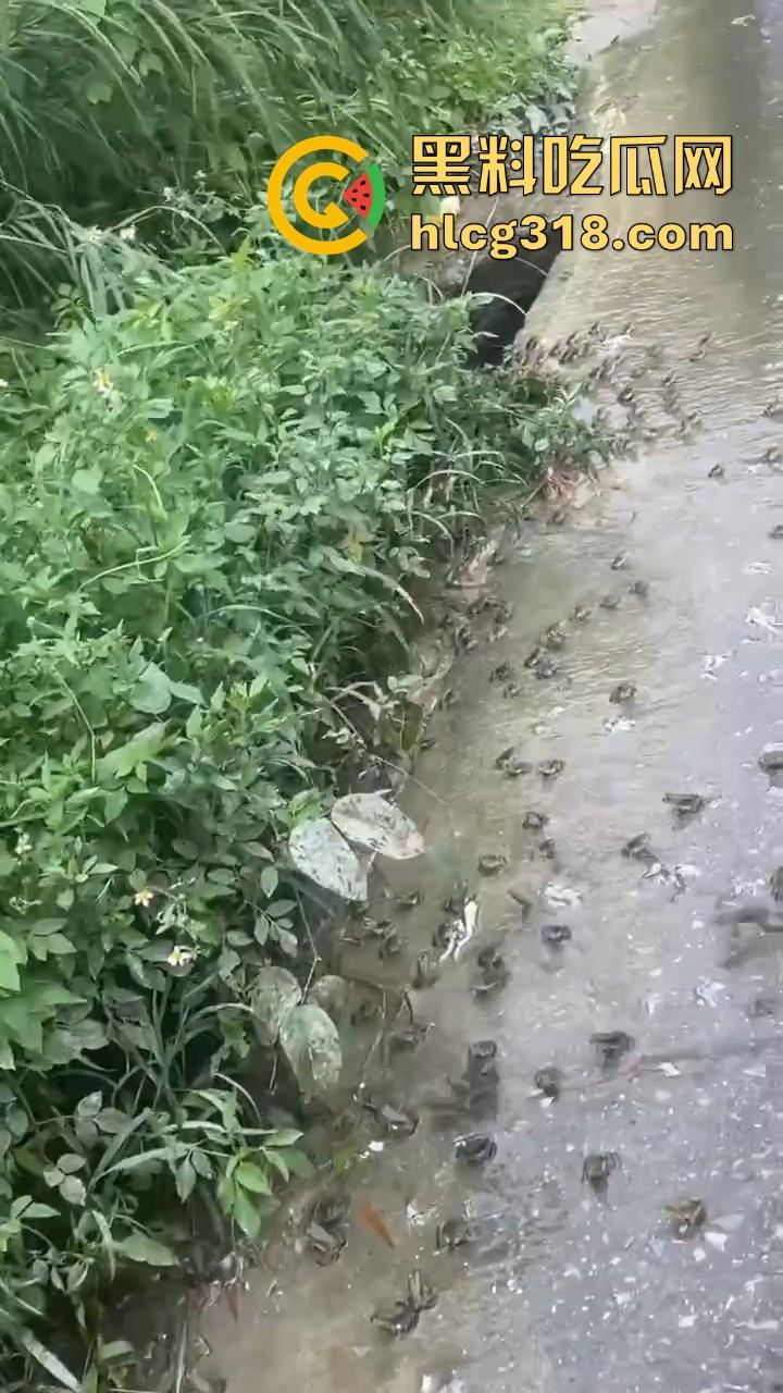 广东阳江地震后大奇观！路边出现巨量青蛙，排队组团迁徙，这是有什么说法吗？难道又要震了！  第2张