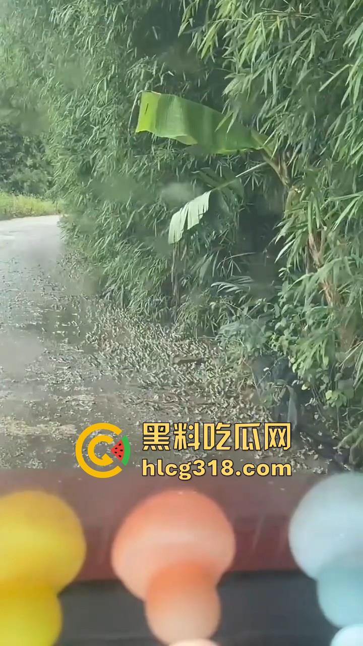 广东阳江地震后大奇观！路边出现巨量青蛙，排队组团迁徙，这是有什么说法吗？难道又要震了！  第3张