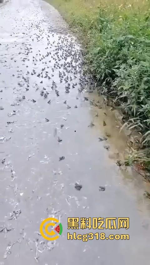 广东阳江地震后大奇观！路边出现巨量青蛙，排队组团迁徙，这是有什么说法吗？难道又要震了！  第5张
