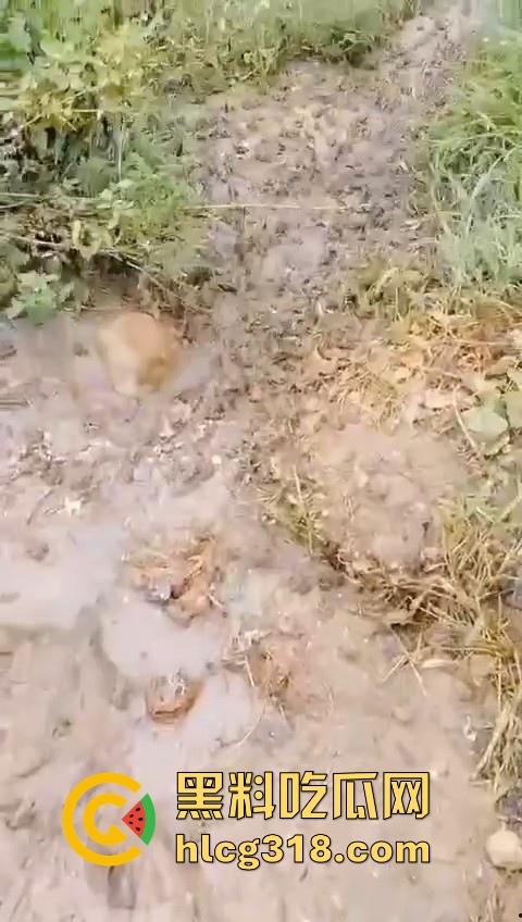 广东阳江地震后大奇观！路边出现巨量青蛙，排队组团迁徙，这是有什么说法吗？难道又要震了！  第7张