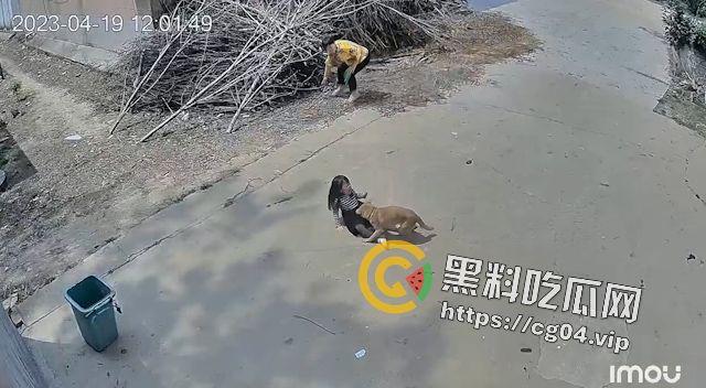 恶犬咬人！遛狗不牵绳 等于狗遛狗  狗首先是畜生 其次才是人类的朋友 第5张