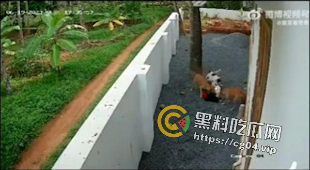 恶犬咬人！遛狗不牵绳 等于狗遛狗  狗首先是畜生 其次才是人类的朋友 第7张