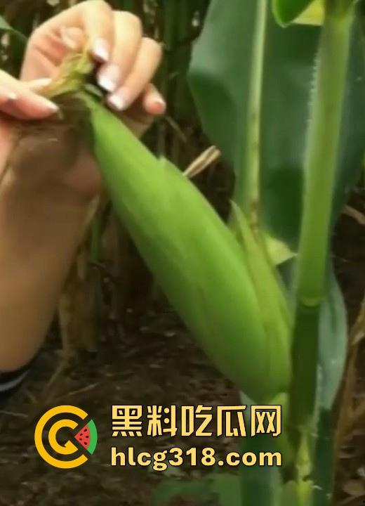 不是玉美都不放过吗！饥渴美女拿未采摘的新鲜玉米自慰，纯天然带颗粒感和高潮更配哦！  第1张