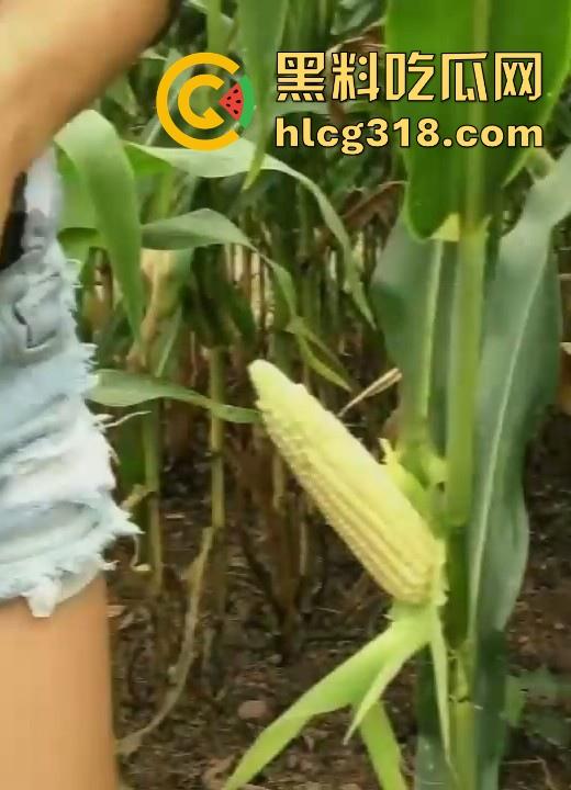 不是玉美都不放过吗！饥渴美女拿未采摘的新鲜玉米自慰，纯天然带颗粒感和高潮更配哦！  第2张