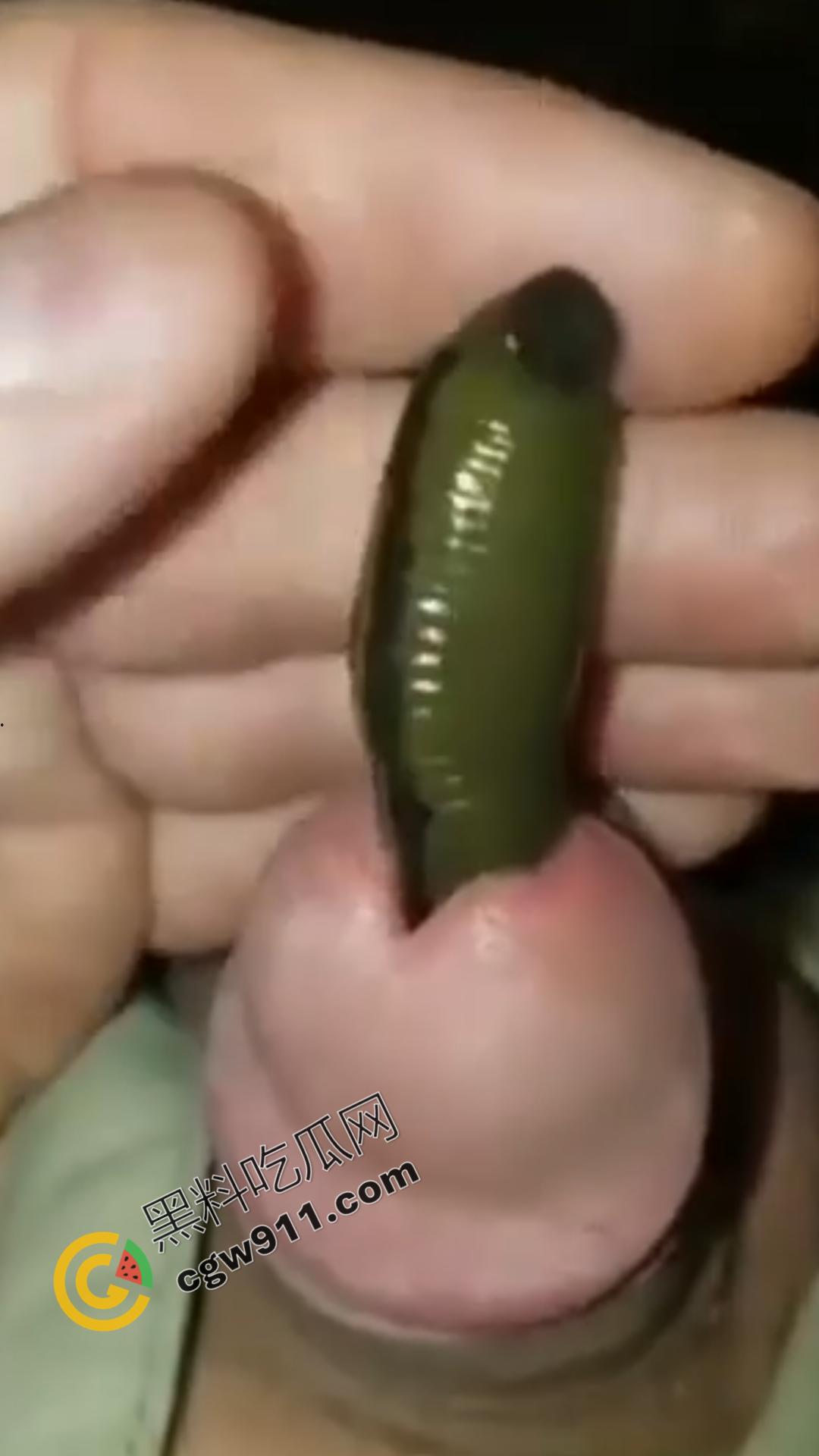 恐怖刺激!活蚂蟥钻入男子大屌的惊悚作死视频,观看者直呼恶心,视觉冲击骇人听闻 第2张 恐怖刺激!活蚂蟥钻入男子大屌的惊悚作死视频,观看者直呼恶心,视觉冲击骇人听闻 第2张