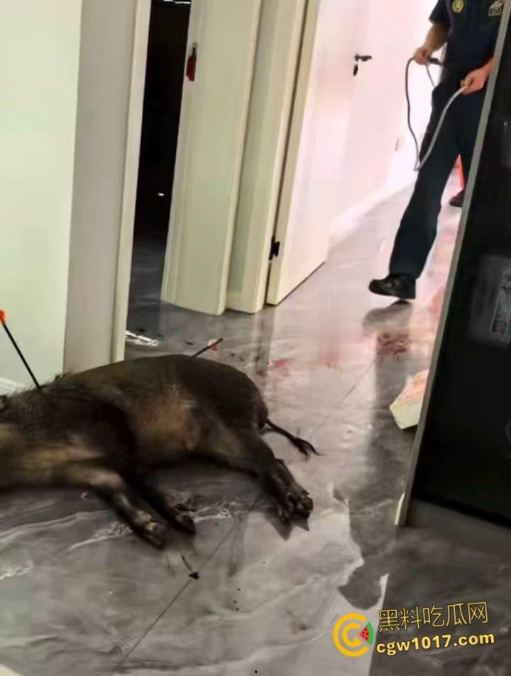 安徽马鞍山和县京都公馆，一头野猪将居民门撞坏后跑进居民家里，公安携带猎犬和道具将野猪麻醉 ！  第6张