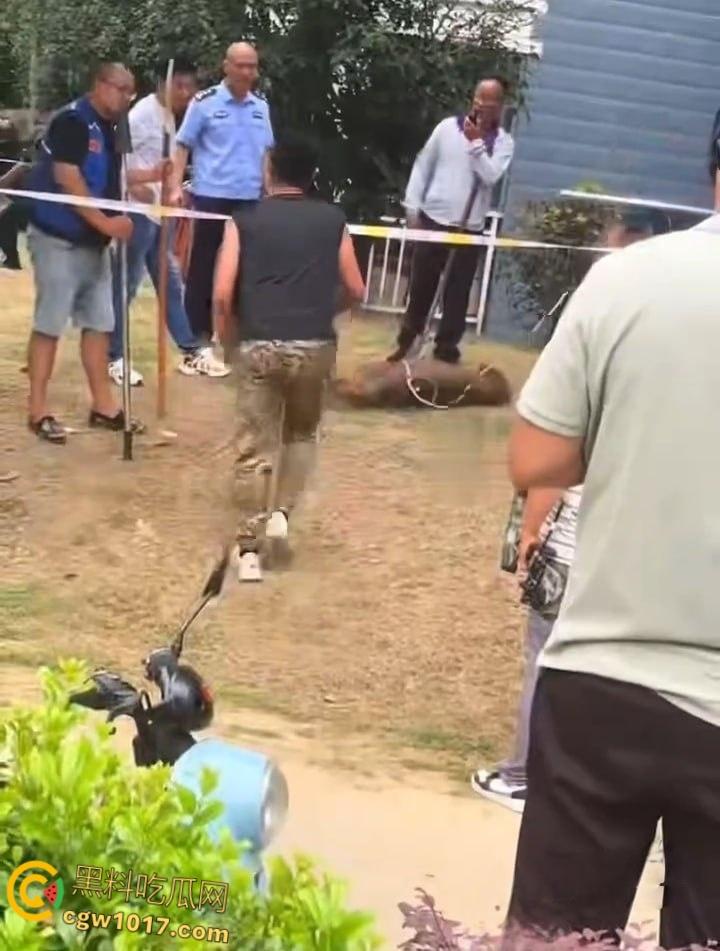 安徽马鞍山和县京都公馆，一头野猪将居民门撞坏后跑进居民家里，公安携带猎犬和道具将野猪麻醉 ！  第7张