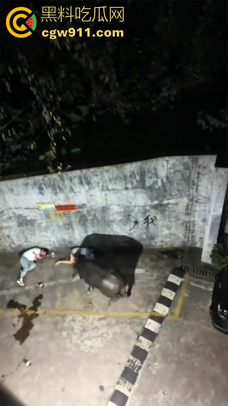 广西藤县河西疯牛伤人事件，伤者正在治疗疯牛仍在逃，警方联合多部门在大冲肚区域追捕！  第2张