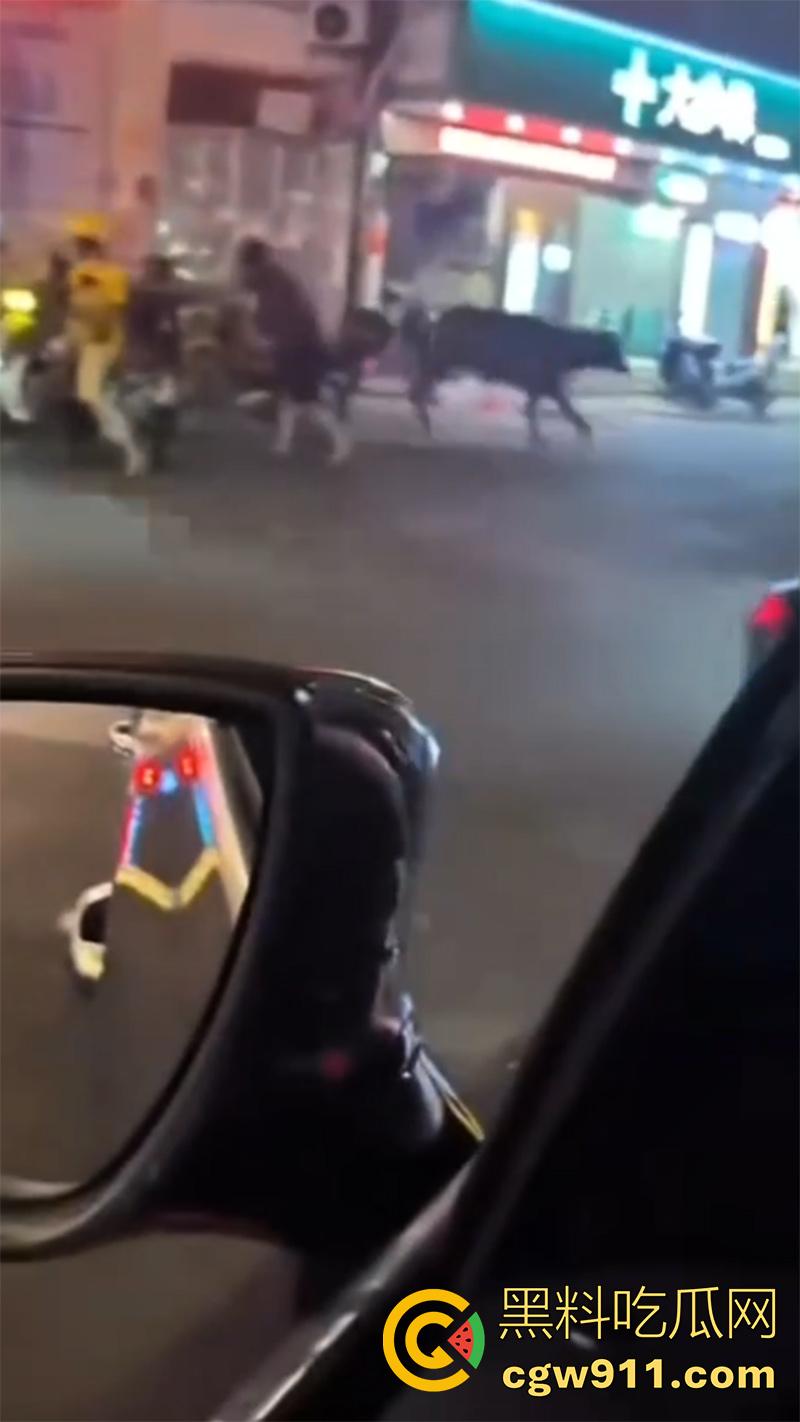 广西藤县河西疯牛伤人事件，伤者正在治疗疯牛仍在逃，警方联合多部门在大冲肚区域追捕！  第5张