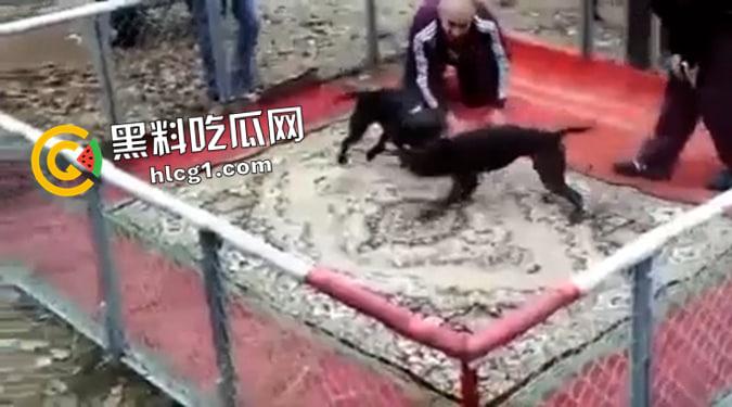 这就是斗狗！凶猛大狗一口见血 人来了都顶不住 这下知道为什么斗狗违法了  第1张
