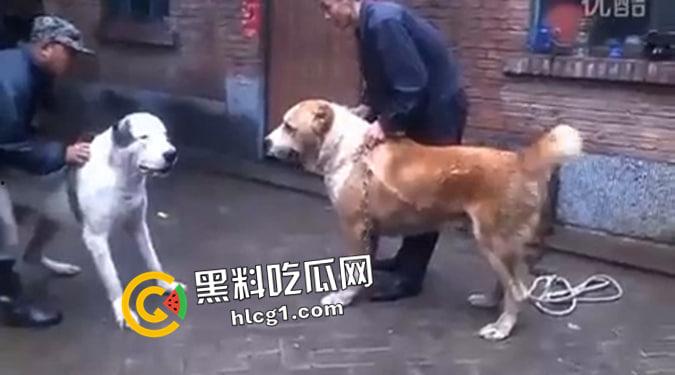 这就是斗狗！凶猛大狗一口见血 人来了都顶不住 这下知道为什么斗狗违法了  第2张