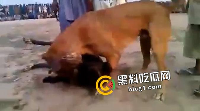 这就是斗狗！凶猛大狗一口见血 人来了都顶不住 这下知道为什么斗狗违法了  第3张